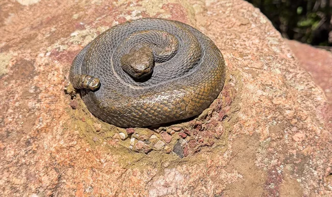 bronze rattlesnake on a rock