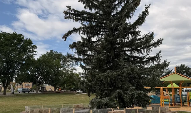 Midway Park, Broomfield: sensory playground pine tree