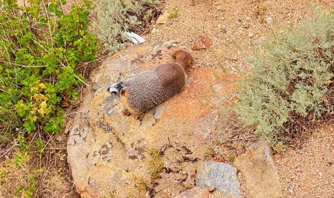 Marmot resting on a rock beside alpine vegetation near Rainbow Curve Overlook