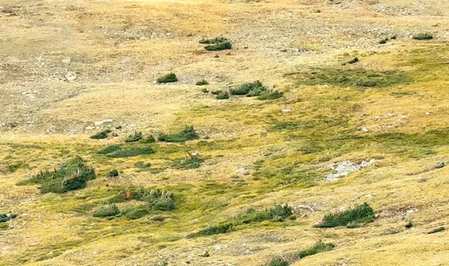 Distant elk grazing among the alpine tundra vegetation near Forest Canyon Overlook