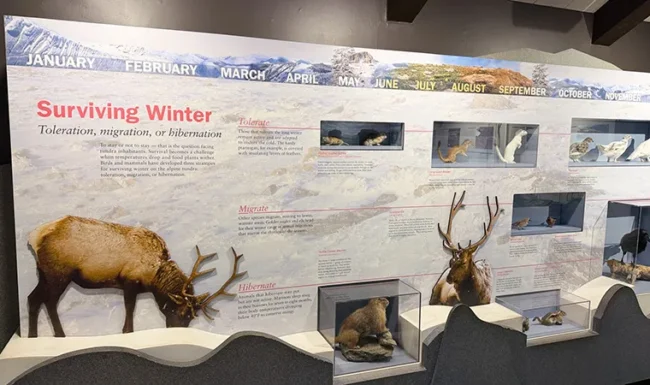 Alpine Visitor Center wildlife exhibit explaining how Rocky Mountain animals survive winter
