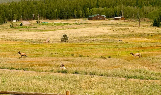 Alpine tundra and rugged Rocky Mountain peaks along Trail Ridge Road