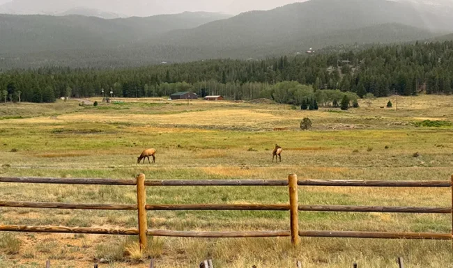 Two cow elk in a fenced meadow along Colorado Highway 7 near Lyons