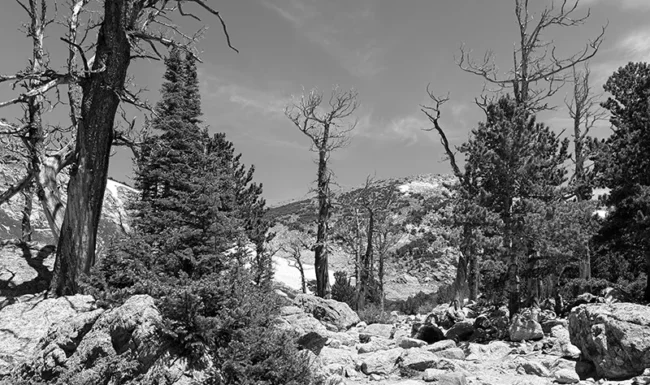 Rocky Mountain pines along the rugged trail.