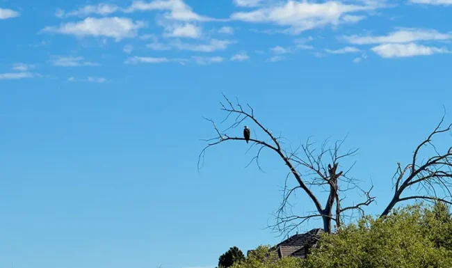 Bald Eagle perched on a bare tree at McKay Lake Park and Open Lands in Broomfield, Colorado