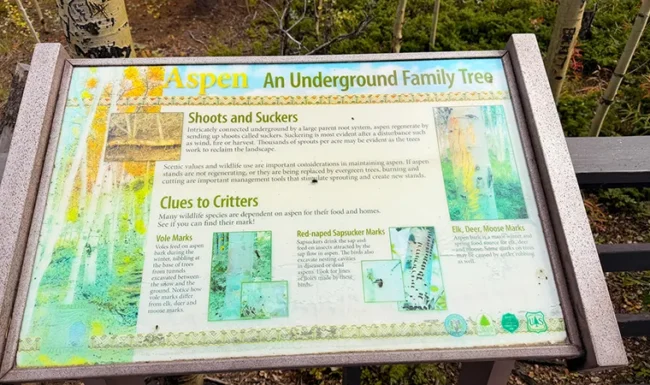 Aspen interpretive sign titled “Aspen: An Underground Family Tree” at Golden Gate Canyon State Park