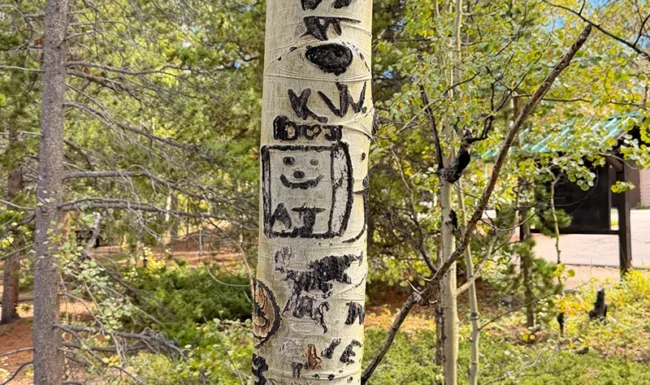 Aspen tree with carved markings in Golden Gate Canyon State Park
