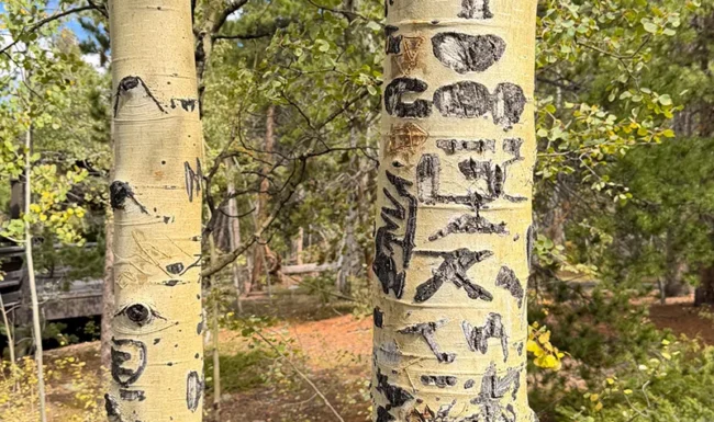 Aspen tree with carved markings in Golden Gate Canyon State Park