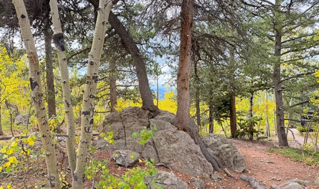 Golden aspens and pines growing through and around granite rocks at Panorama Point in Golden Gate Canyon State Park