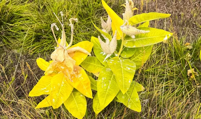 Milkweed (Asclepias syriaca) with ripening seed pods and yellowing autumn foliage.