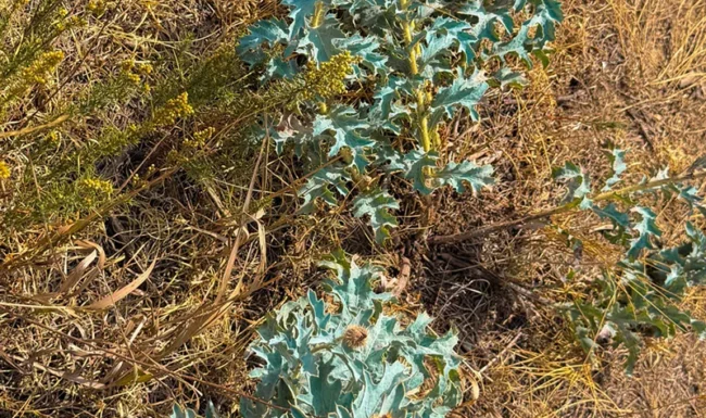 Crested prickly poppy (Argemone polyanthemos) is a striking native North American wildflower belonging to the poppy family (Papaveraceae),