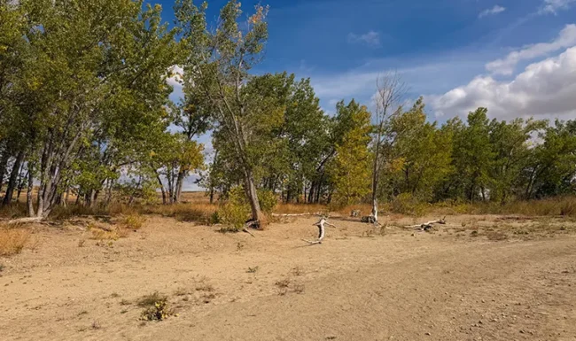 Cottonwood grove beside the Boulder Reservoir shoreline
