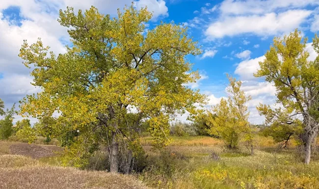 Golden fall trees beside Coot Lake wetlands