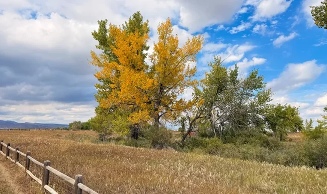 Fall tree and split-rail fence along Coot Lake open space
