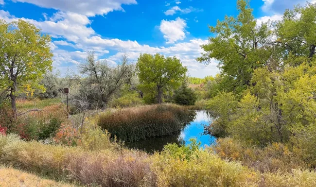 Small pond bordered by shrubs near Coot Lake