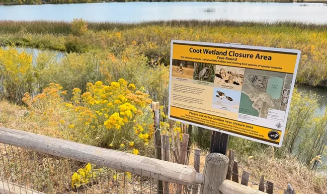Coot Wetland Closure Area sign beside lakeshore wildflowers
