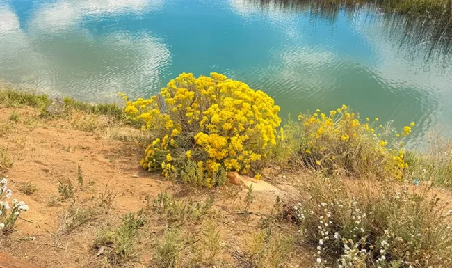 Yellow wildflowers along the Coot Lake shoreline
