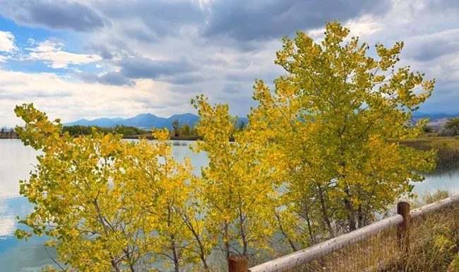 Golden fall foliage beside Coot Lake