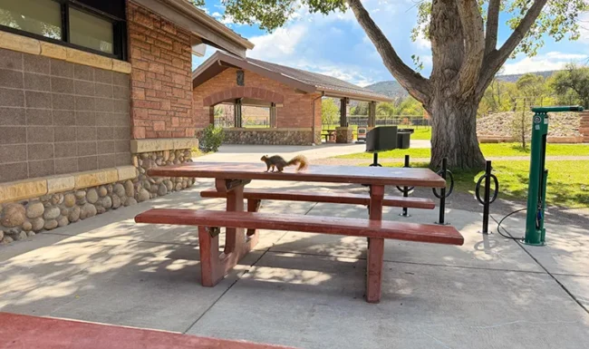 Squirrel on a picnic table near the Bohn Park pavilion in Lyons, Colorado