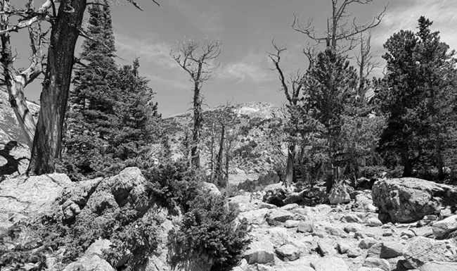 Rocky Mountain bristlecone pines & weathered wood near St. Mary’s Lake.