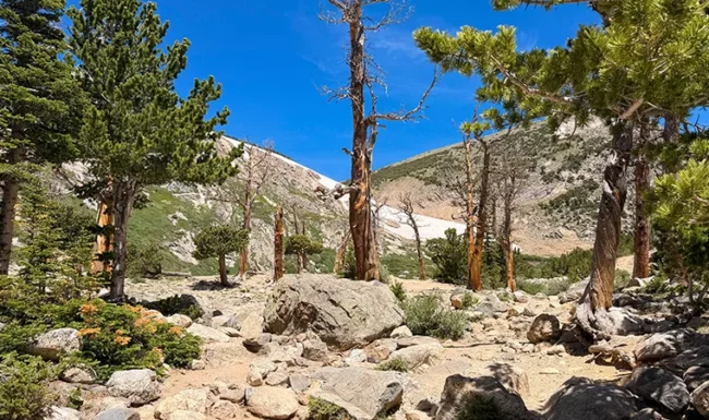 Rocky Mountain bristlecone pines & weathered wood near St. Mary’s Lake.