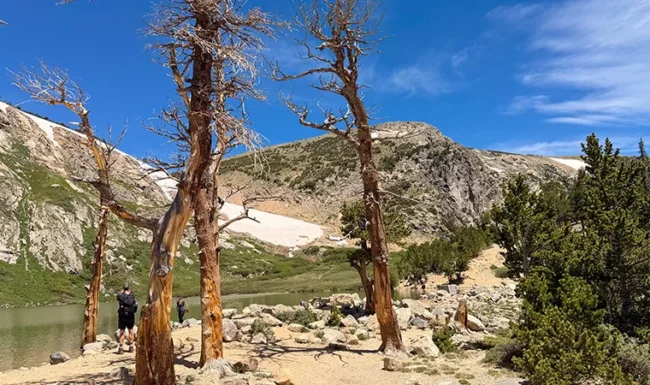 Weathered trees & bristlecone pines beside St. Mary’s Lake.