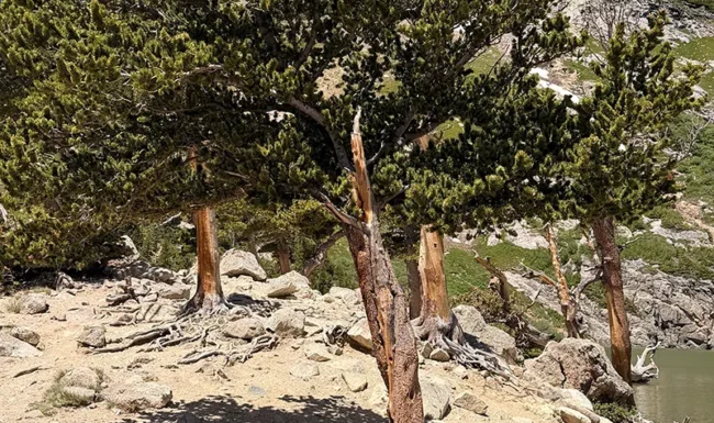 Rocky Mountain bristlecone pines near St. Mary’s Lake.
