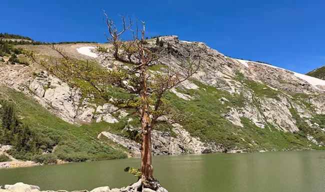 Saint Mary's Glacier lake & mountain view framed by a striking weathered tree.