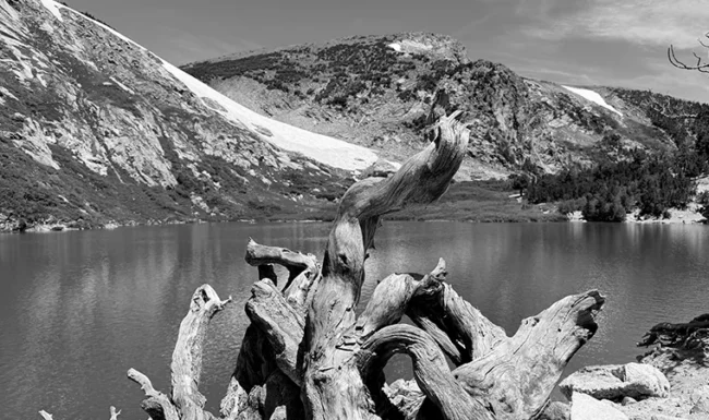 Weathered driftwood overlooking St. Mary’s Lake.
