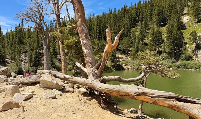 Saint Mary's Glacier lake view framed by striking weathered trees.