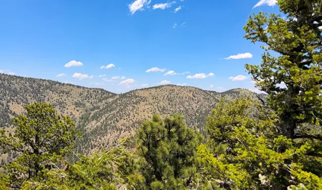 Pine trees framing rugged mountain slopes beneath a blue sky along Sunshine Canyon Drive near Gold Hill, Colorado.