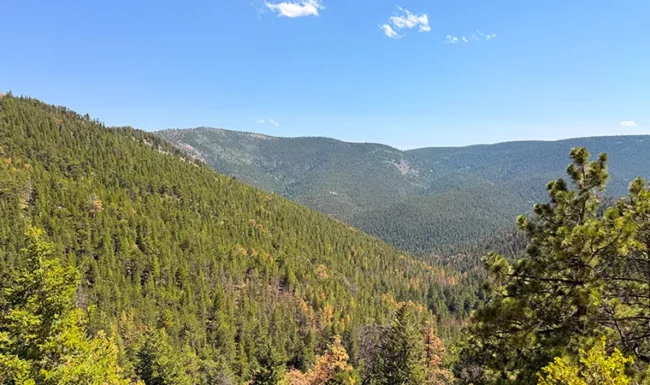 Pine-covered mountain slopes and a forested valley beneath a bright blue sky along the scenic drive to Gold Hill, Colorad