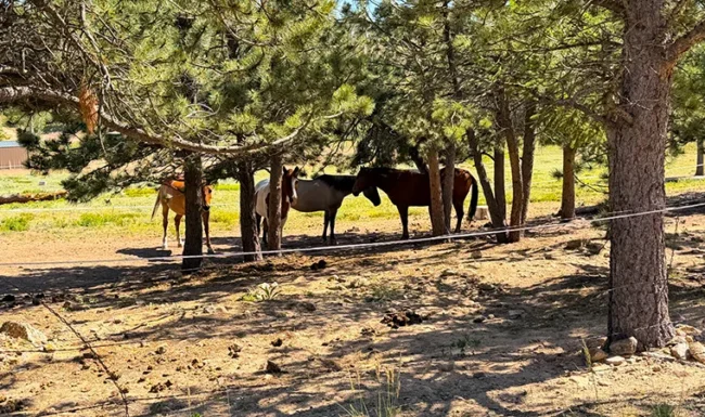 Horses resting in the shade of pine trees at a ranch in Gold Hill, Colorado.
