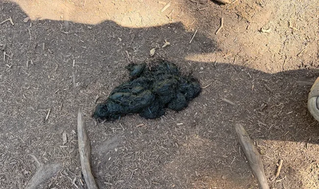 Fresh Bear Scat on Waldrop Trail