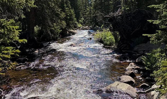 South St. Vrain Creek rushing over rocks through dense evergreen forest