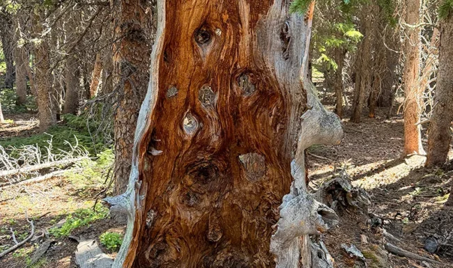 Weathered hollow tree stump surrounded by evergreen forest along Waldrop North Trail
