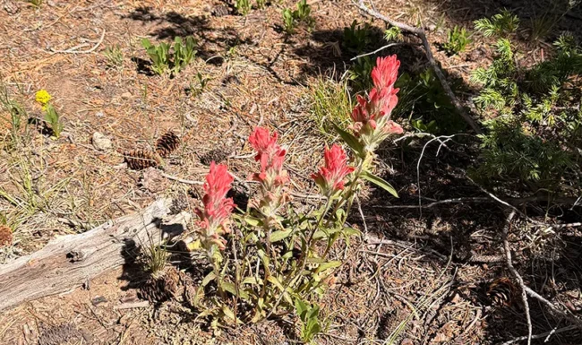 Indian Paintbrush Along Waldrop Trail