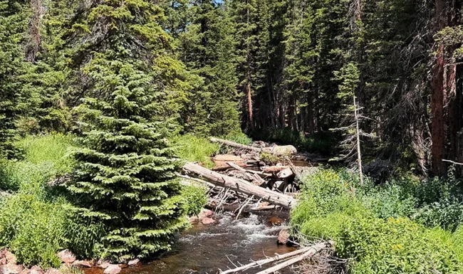 South St. Vrain Creek Through a Mountain Meadow