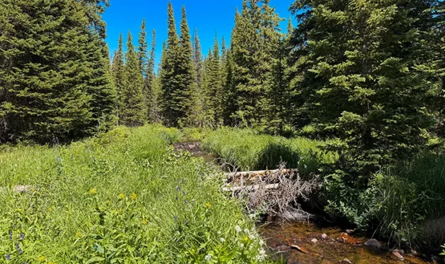 South St. Vrain Creek Through a Mountain Meadow