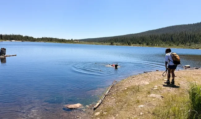 A leashed dog cools off in the clear water along the shoreline of Brainard Lake.