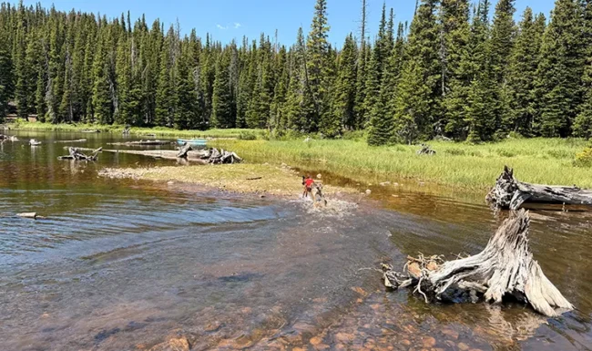 Dog Swimming in the Brainard Lake Inlet