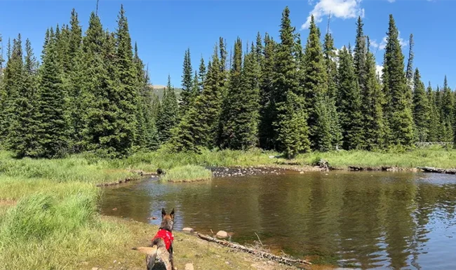 Dog Exploring the Brainard Lake Inlet