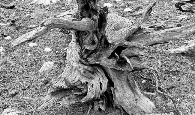 Weathered Tree Stump Along Waldrop North Trail