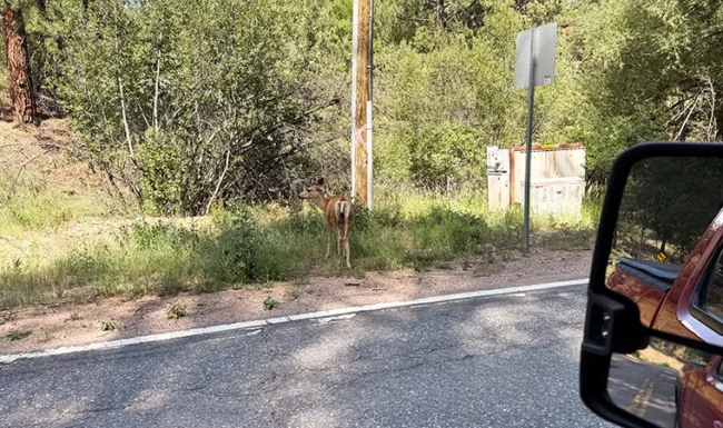 Mule Deer Doe Near Brainard Lake Road