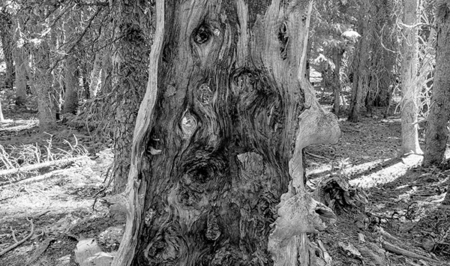 Weathered Tree Stump Along Waldrop North Trail