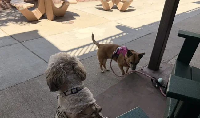 Two leashed dogs relaxing outside a downtown Lyons business