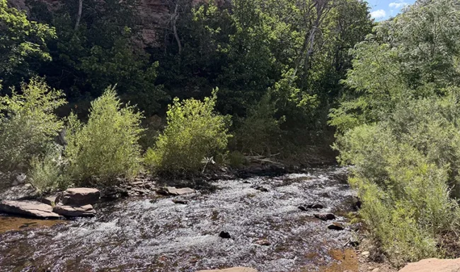 North St. Vrain Creek flowing through trees at LaVern M. Johnson Park in Lyons