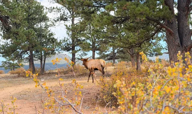 Bull elk walking along among pine trees at Centennial Open Space at Knoll-Willows