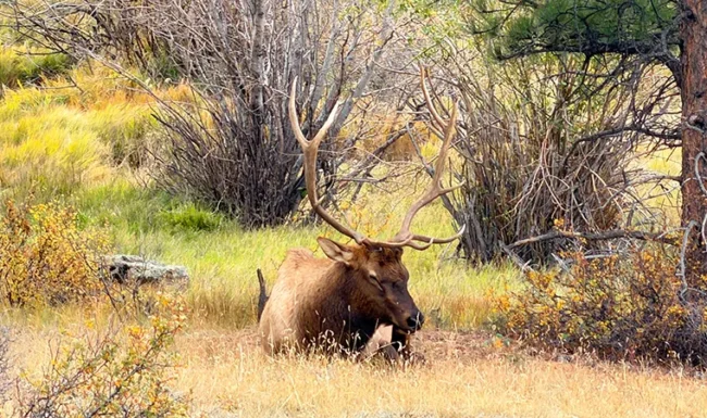 Bull elk resting in brush at Centennial Open Space at Knoll-Willows