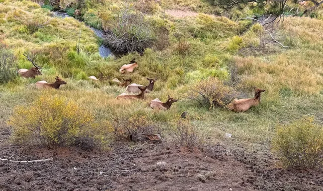Herd of elk resting in a grassy meadow at Centennial Open Space at Knoll-Willows